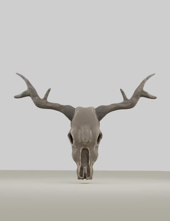 Cow Skull